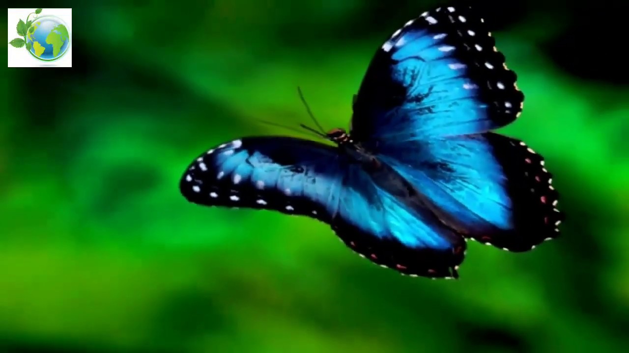 Blue Morpho. Menelaus blue morpho