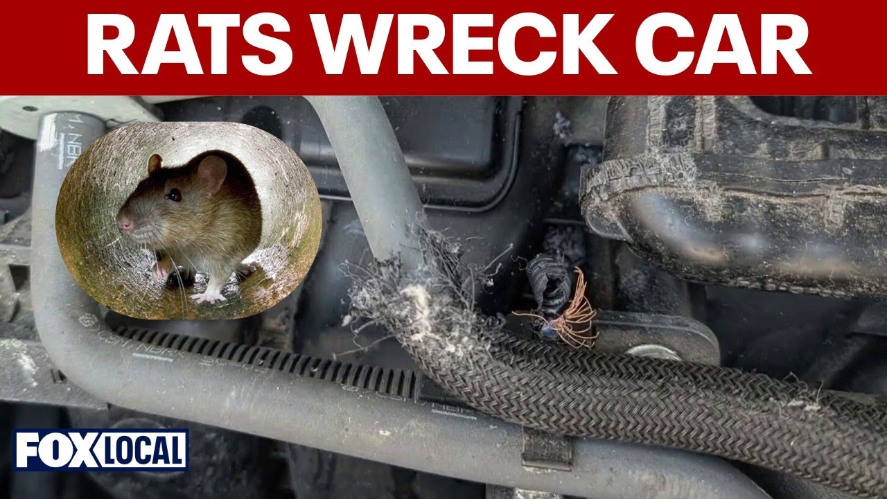 Rat chews through car wiring, causes $15K in damage in D.C.