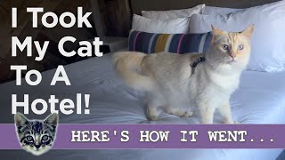 A Hotel That Allows Cats - We Went For a Stay (Hotel Becket, Lake Tahoe) by Cats and Kittens 549 views 2 months ago 5 minutes, 15 seconds