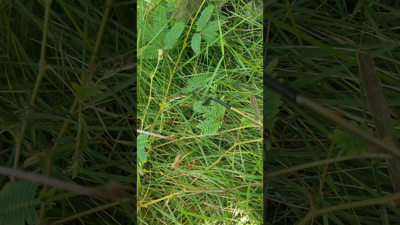 El Morivivi plant that is alive must watch - YouTube