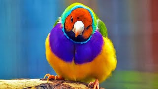 10 Oiseaux Exotiques Qui Sont Uniques Dans Le Monde by Les Meilleurs Tops 547 views 5 months ago 6 minutes, 13 seconds