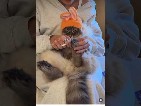 Nimbus getting nail clipped #cat #ragdoll