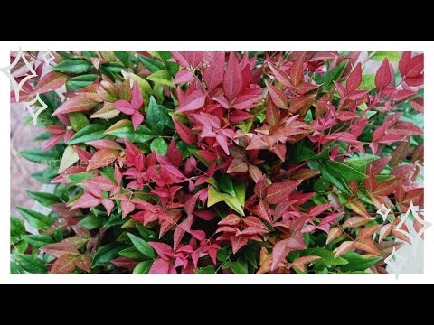 Video: Nandina