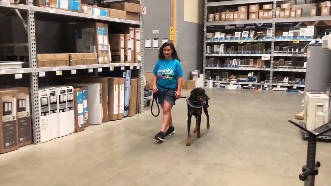 Trusty the Doberman Service Dog