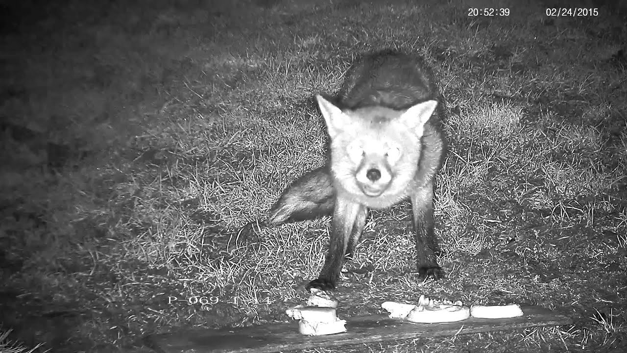 nature kpop Rural fox loving some leftover crumpets !