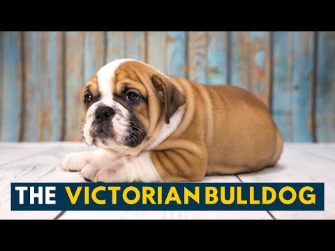 Victorian Bulldog: An Owner&rsquo;s Guide to The Quirky, Grumpy Faced Bulldog!