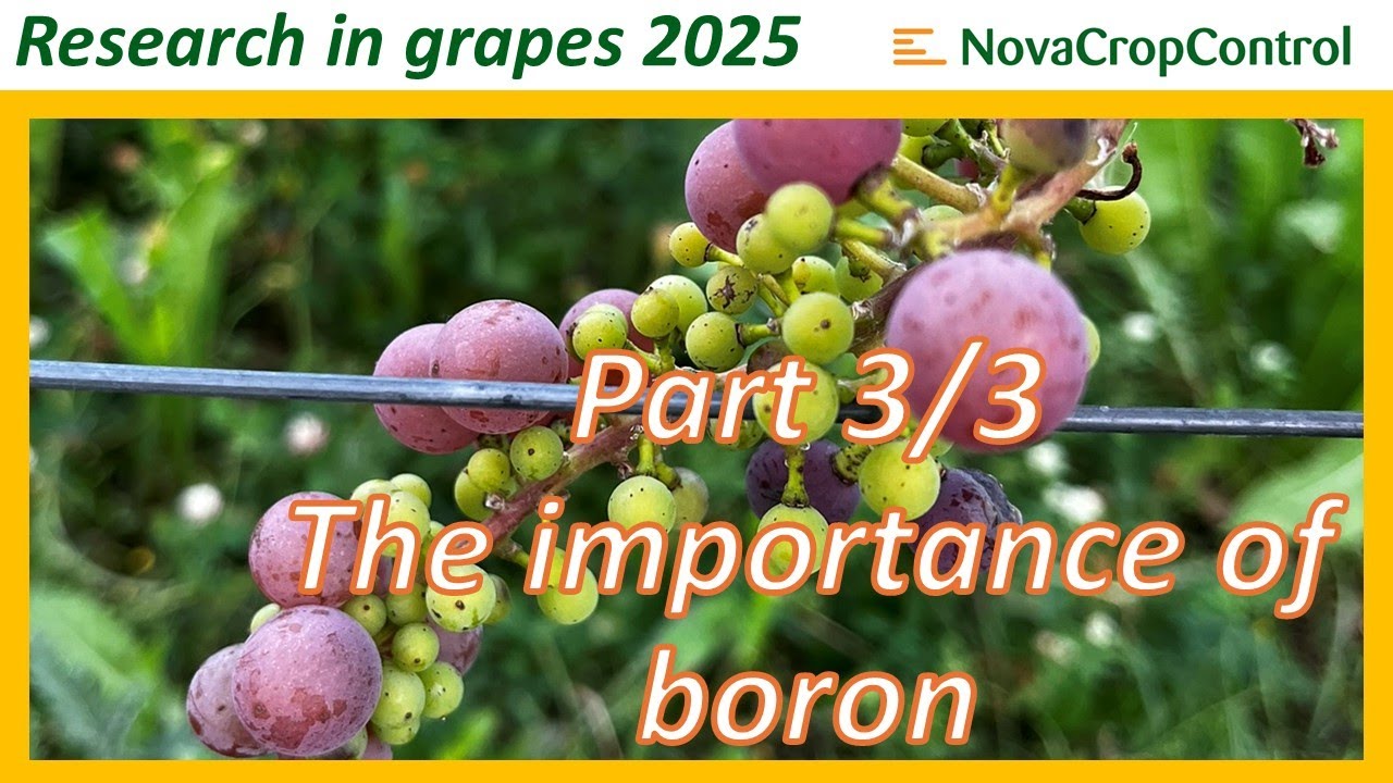 Grape trial 2025, part 3/3: Influence of boron on fruit set
