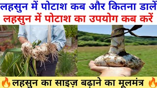 लहसुन में पोटाश कब और कितना डाले || lahsun me potash ka upyog kab kare || garlic farming