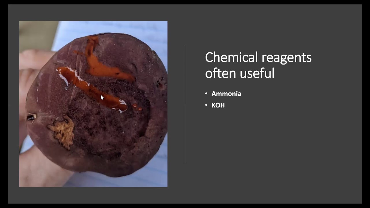 Taxonomy Tuesday 1.19.21 Boletes