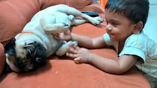 We are back☺☺☺☺ #scoobymethu #pug #scooby #pugtamil by Scooby Veedu 613 views 1 year ago 1 minute, 27 seconds