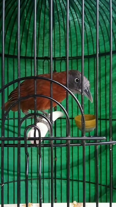 TEPUS KEPALA ABU GACOR