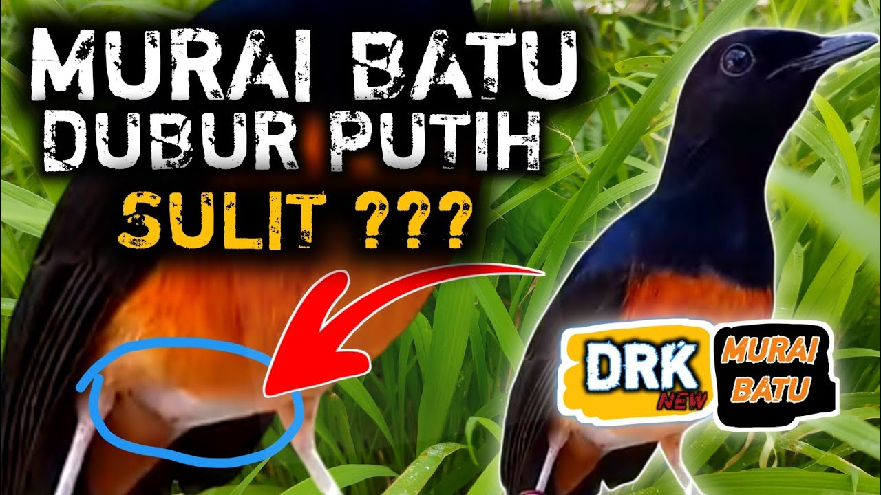 PERHATIKAN !!! MURAI BATU DUBUR PUTIH RAWATANNYA KOK GINI | DRK MURAI BATU