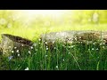 Nature WhatsApp Status Video |Short 30 Sec Nature Video for Relaxation|Nature Lover