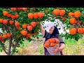 Harvesting Fresh Red Persimmons and Keeping Them For Winter!