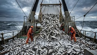 Information Alaska’s $432 Million Pollock Fishery | How Millions of Fish Are Caught & Processed Update