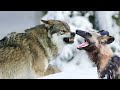 Волк против Африканской дикой собаки