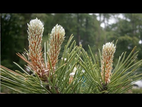 Всем двором – на озеленение
