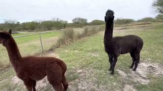 Alpacas pronking on a cold winters day by Gulf Breeze Alpaca Ranch & Lodging 549 views 1 year ago 1 minute, 41 seconds