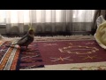 「コラコラコラ!」と言うオカメインコ