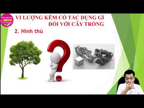 Video: Thành phần phần trăm khối lượng của kẽm trong kẽm II photphat là gì?