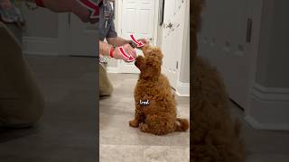 Teaching puppies to sit the easy way