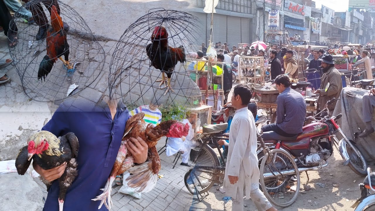 Lahore Sunday Bazaar Aseel Murga Mandi || Badami Bagh | Near Lari Adda Latest Update