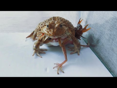 Asian bullfrog eating small frog | Warning Live Feeding