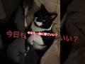 完全に恋人ポジションのオス猫が反則級の可愛さ😂