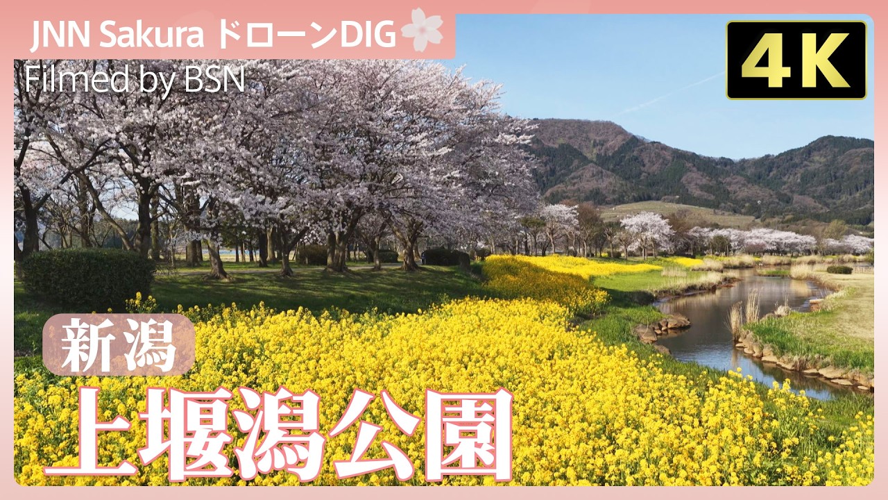 【２月末〜３月上旬発送】からから草様 4K】上堰潟公園 春の二重奏【JNN sakuraドローンDIG 2026】 | TBS NEWS DIG
