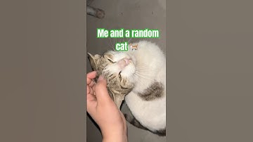 Pov : You see a random cat on the street #catworld #cutecat #cat