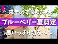 【迷ったら切る】ブルーベリー収穫後の夏剪定で来年の実付きが変わります