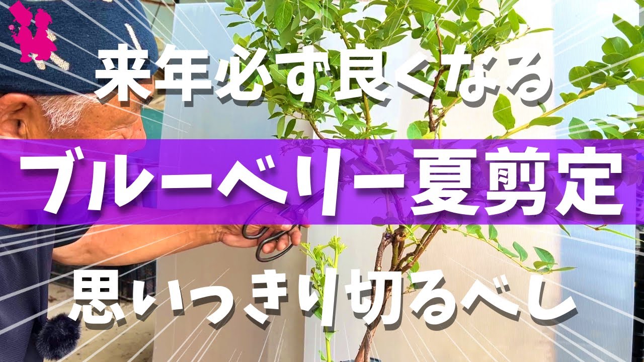 【迷ったら切る】ブルーベリー収穫後の夏剪定で来年の実付きが変わります
