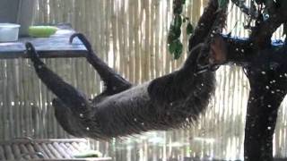 Two Toed Tree Sloth - Movin' Fast