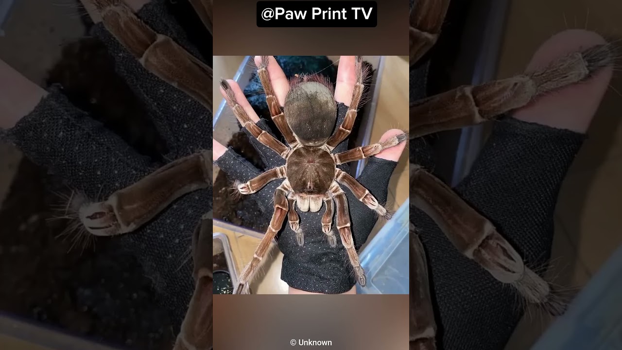 Meet the Goliath Birdeater: The World's Largest Spider!🕷️