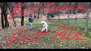 Bull Terriers Max & Lady Flirt Pole 2 12 Years Old