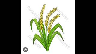 Alamat ng Palay #mgakwento #alamat #mgakwento