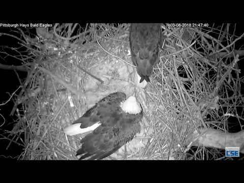 Hays Nest - Hays Eagles - Raccoon Intruder Defense - Male Has A Go - Part 5 - 3-8-18