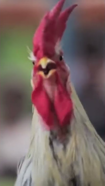 🐓 Ayam Ketawa Laughing Rooster 🐓 Funny Chicken Video 😄😄