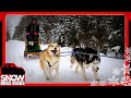 DOG SLEDDING | Yes Oakley Can Pull !