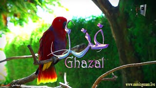 ما معنى اسم #غزل وبعض من صفات حاملة هذا الاسم على قناة معاني الاسماء #ghazal