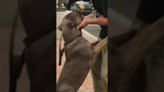 American Bully Dog Breed Explained | History, Types &amp; Facts #facts #americanhistory #history