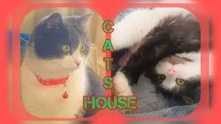 УЛИЧНЫЙ КОТ И НАШИ КОШКИ STREET CAT AND OUR CATS by  CAT HOUSE IN BUCHA 128 views 2 months ago 2 minutes, 28 seconds