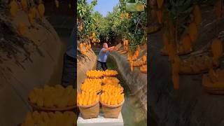 El truco más loco para recolectar mangos 🥭😲