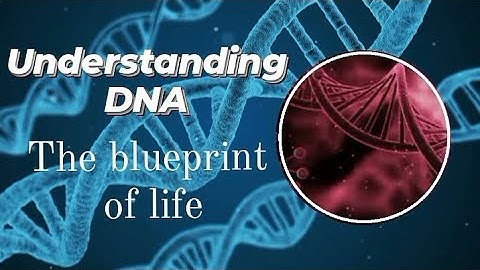 Understanding DNA: the blueprint of life