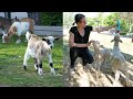 Veterinary Student Volunteer - Kid Goats All Grown Up