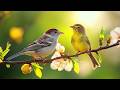 Beautiful Relaxing Music With Bird Sounds Piano Music Positive Energy For Morning Study And Work 