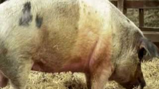 Google Translate for Animals  - New Application For Android screenshot 2