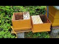 Первый обзор пчел и советы неопытного пчеловода