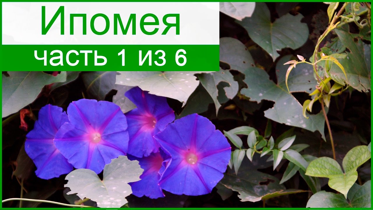 🌺 Ипомея (фарбитис) – описание цветка