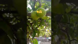 lemons???? lemon tree in my kitchen garden?